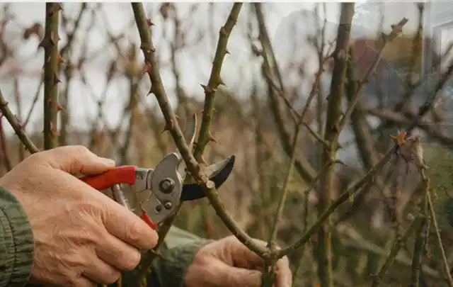 Hände schneiden einen älteren Rosenstrauch mit einer sauberen Gartenschere; Thema Holzspalter, Schwerpunkt Kosten; Praxisalltag.