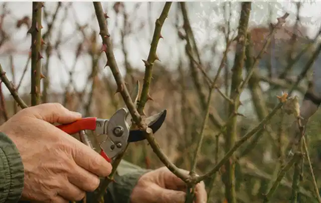 Hände schneiden einen älteren Rosenstrauch mit einer sauberen Gartenschere; Thema Holzspalter, Schwerpunkt Leistung; Umsetzung.