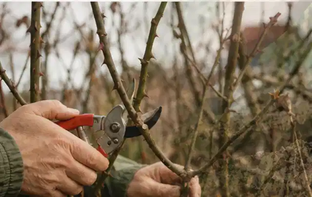 Hände schneiden einen älteren Rosenstrauch mit einer sauberen Gartenschere; Thema Holzspalter, Schwerpunkt Nachhaltigkeit; Ergebnis.