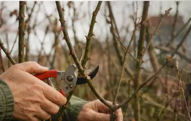 Hände schneiden einen älteren Rosenstrauch mit einer sauberen Gartenschere; Thema Holzspalter, Schwerpunkt Reparatur; Kontrolle.