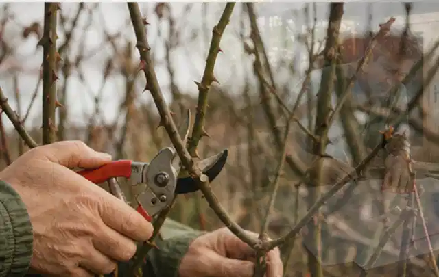 Hände schneiden einen älteren Rosenstrauch mit einer sauberen Gartenschere; Thema Holzspalter, Schwerpunkt Sicherheit; Praxisalltag.