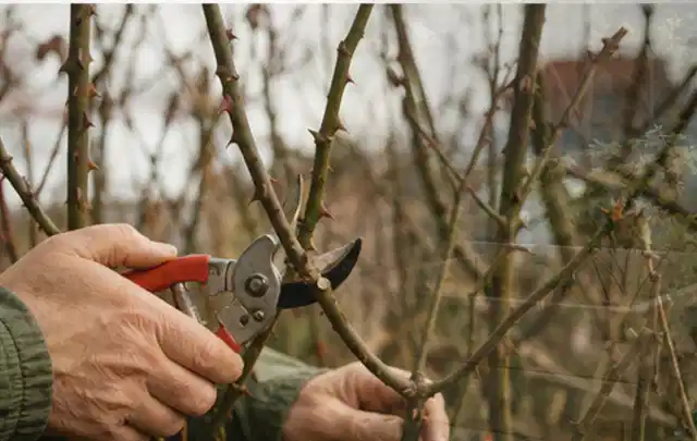 Hände schneiden einen älteren Rosenstrauch mit einer sauberen Gartenschere; Thema Holzspalter, Schwerpunkt Systemvergleich; Kontrolle.