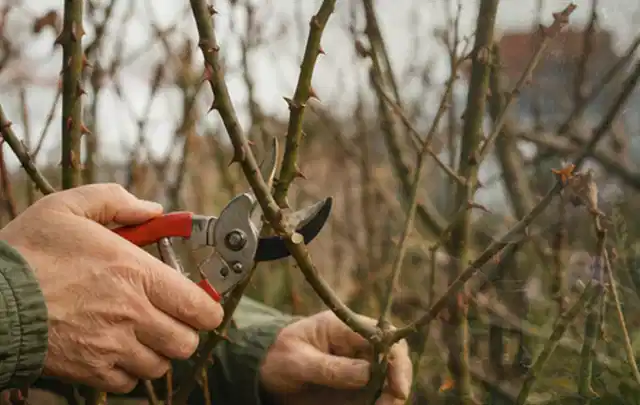 Hände schneiden einen älteren Rosenstrauch mit einer sauberen Gartenschere; Thema Holzspalter, Schwerpunkt Testkriterien; Umsetzung.