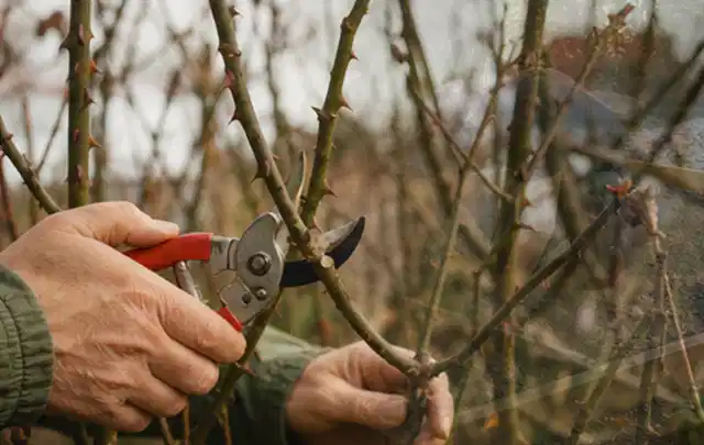 Hände schneiden einen älteren Rosenstrauch mit einer sauberen Gartenschere; Thema Holzspalter, Schwerpunkt Vergleich; Ergebnis.
