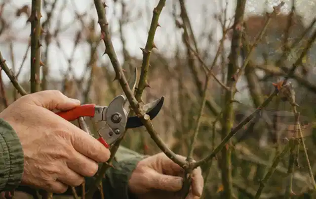 Hände schneiden einen älteren Rosenstrauch mit einer sauberen Gartenschere; Thema Holzspalter, Schwerpunkt Wartung; Umsetzung.