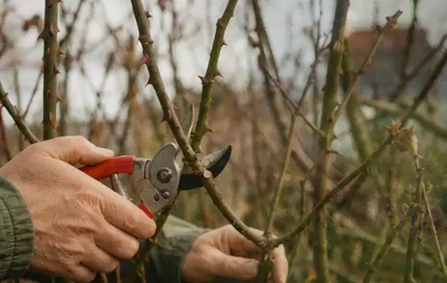 Hände schneiden einen älteren Rosenstrauch mit einer sauberen Gartenschere; Thema Holzspalter, Schwerpunkt Winterlager; Kontrolle.