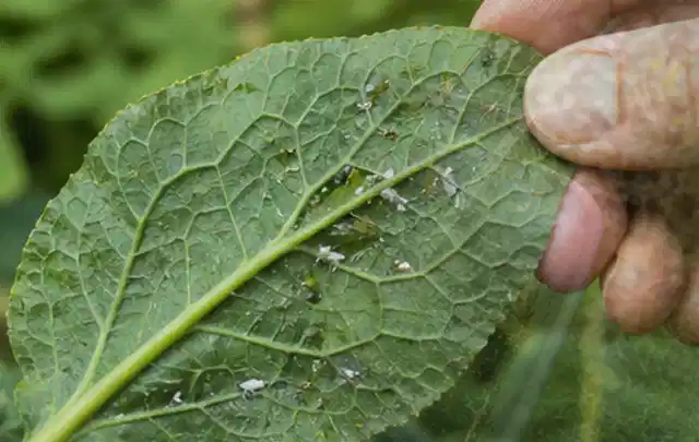 Hand hält ein Blatt mit kleinen hellen Schädlingen auf der Unterseite; Thema Hornissen, Schwerpunkt Bestimmung; Kontrolle.