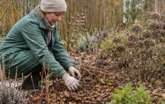 Person verteilt eine schützende Mulchschicht zwischen winterlichen Stauden; Thema Hornissen, Schwerpunkt Bestimmung; Praxisalltag.
