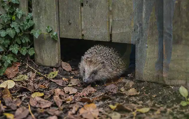 Igel nutzt einen bodennahen Durchgang unter einem hölzernen Gartenzaun; Thema Hornissen, Schwerpunkt Biologie; Ausgangslage.