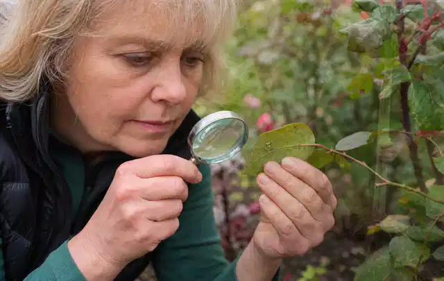 Person untersucht Blätter im Garten auf Schädlinge und Krankheitssymptome; Thema Hornissen, Schwerpunkt Biologie; Kontrolle.