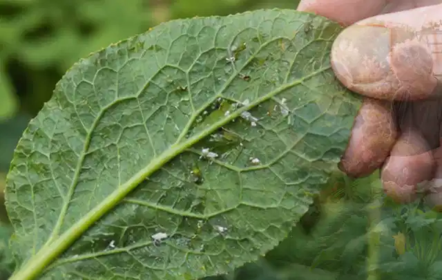Hand hält ein Blatt mit kleinen hellen Schädlingen auf der Unterseite; Thema Hornissen, Schwerpunkt Biologie; Ergebnis.