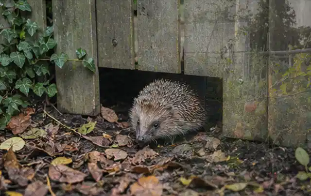 Igel nutzt einen bodennahen Durchgang unter einem hölzernen Gartenzaun; Thema Hornissen, Schwerpunkt Fehlerhilfe; Umsetzung.