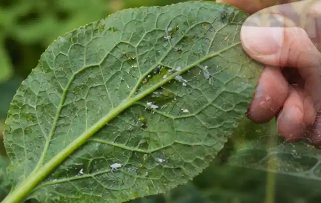 Hand hält ein Blatt mit kleinen hellen Schädlingen auf der Unterseite; Thema Hornissen, Schwerpunkt Fehlerhilfe; Praxisalltag.