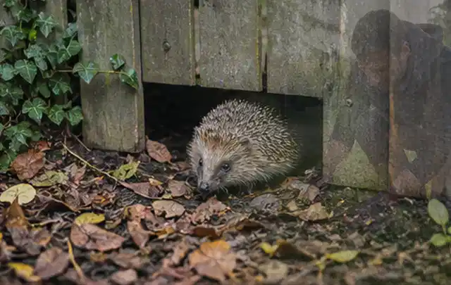 Igel nutzt einen bodennahen Durchgang unter einem hölzernen Gartenzaun; Thema Hornissen, Schwerpunkt Saison; Ausgangslage.