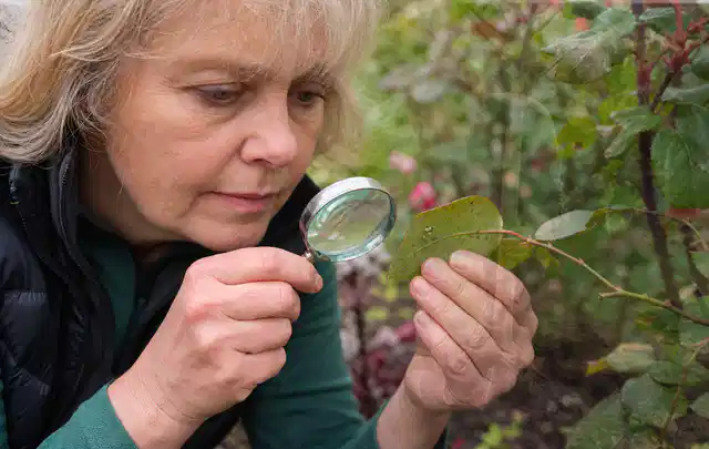 Person untersucht Blätter im Garten auf Schädlinge und Krankheitssymptome; Thema Hornissen, Schwerpunkt Saison; Kontrolle.