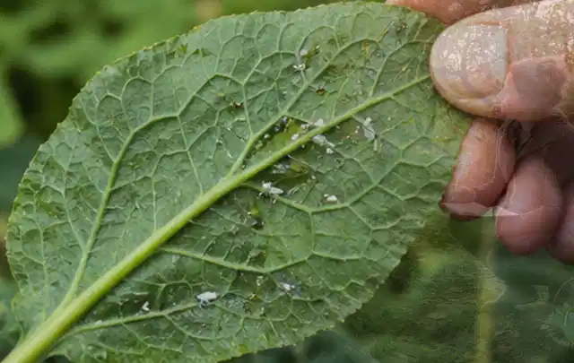 Hand hält ein Blatt mit kleinen hellen Schädlingen auf der Unterseite; Thema Hornissen, Schwerpunkt Saison; Praxisalltag.