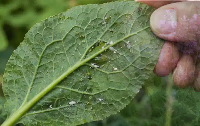 Hand hält ein Blatt mit kleinen hellen Schädlingen auf der Unterseite; Thema Hornissen, Schwerpunkt Schädlinge Krankheiten; Ausgangslage.