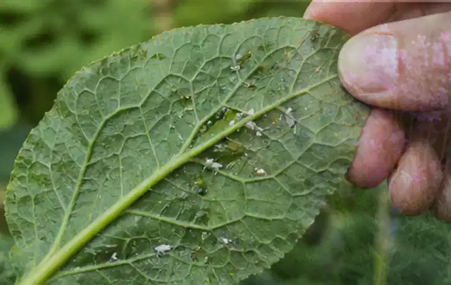 Hand hält ein Blatt mit kleinen hellen Schädlingen auf der Unterseite; Thema Hornissen, Schwerpunkt Soforthilfe; Umsetzung.