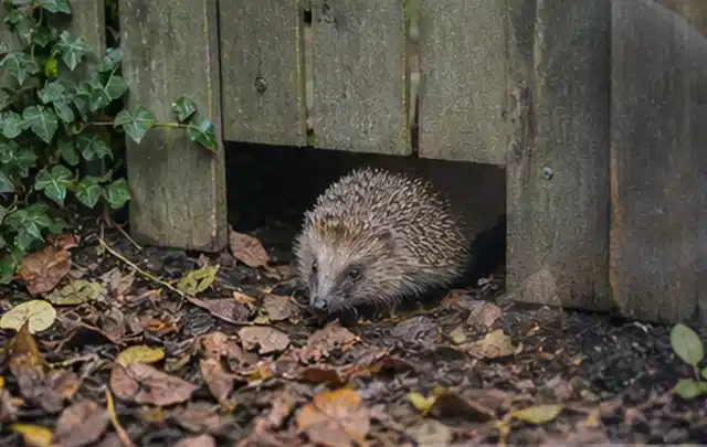 Igel nutzt einen bodennahen Durchgang unter einem hölzernen Gartenzaun; Thema Hornissen, Schwerpunkt Soforthilfe; Ergebnis.