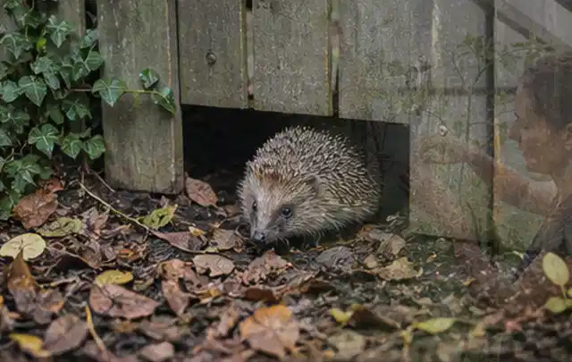 Igel nutzt einen bodennahen Durchgang unter einem hölzernen Gartenzaun; Thema Hornissen, Schwerpunkt Ursachen; Ausgangslage.