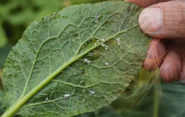 Hand hält ein Blatt mit kleinen hellen Schädlingen auf der Unterseite; Thema Hornissen, Schwerpunkt Ursachen; Kontrolle.