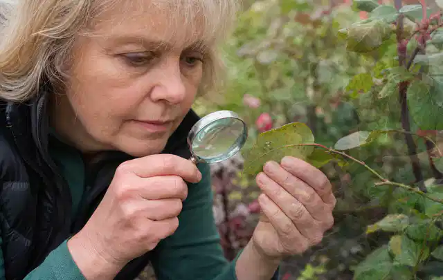 Person untersucht Blätter im Garten auf Schädlinge und Krankheitssymptome; Thema Hornissen, Schwerpunkt Ursachen; Ergebnis.