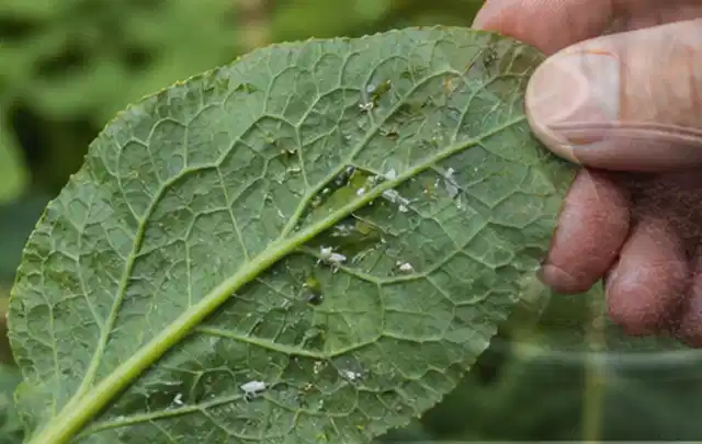 Hand hält ein Blatt mit kleinen hellen Schädlingen auf der Unterseite; Thema Hornissen, Schwerpunkt Vorbeugung; Ausgangslage.