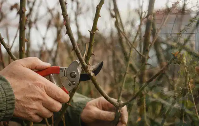 Hände schneiden einen älteren Rosenstrauch mit einer sauberen Gartenschere; Thema Hortensien, Schwerpunkt Bewässerung; Kontrolle.