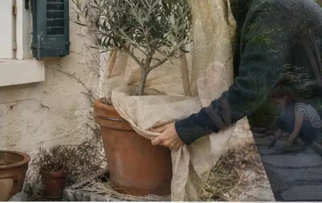 Person umhüllt eine mediterrane Kübelpflanze mit atmungsaktivem Winterschutz; Thema Hortensien, Schwerpunkt Bewässerung; Ergebnis.