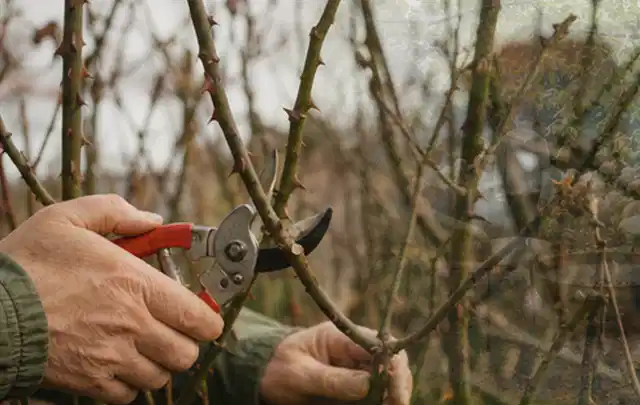 Hände schneiden einen älteren Rosenstrauch mit einer sauberen Gartenschere; Thema Hortensien, Schwerpunkt Blumen; Umsetzung.
