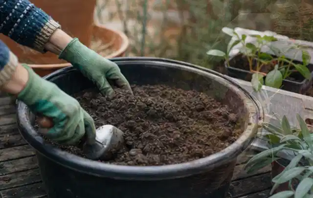 Behandschuhte Hände bereiten lockere Pflanzerde in einem großen Kübel vor; Thema Hortensien, Schwerpunkt Boden; Ausgangslage.