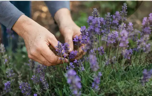 Hände pflegen blühenden Lavendel in einem natürlich angelegten Gartenbeet; Thema Hortensien, Schwerpunkt Boden; Praxisalltag.