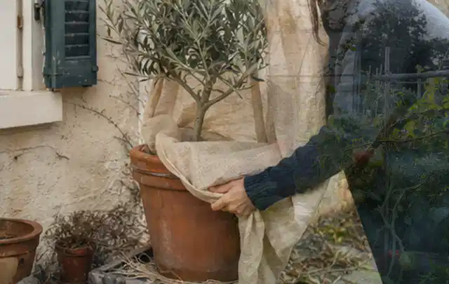 Person umhüllt eine mediterrane Kübelpflanze mit atmungsaktivem Winterschutz; Thema Hortensien, Schwerpunkt Düngung; Ergebnis.