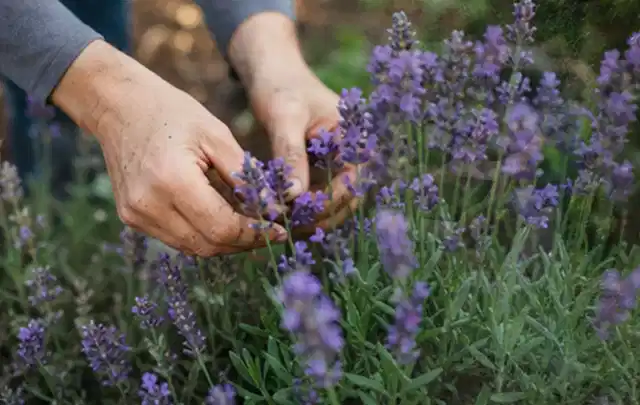 Hände pflegen blühenden Lavendel in einem natürlich angelegten Gartenbeet; Thema Hortensien, Schwerpunkt Düngung; Praxisalltag.