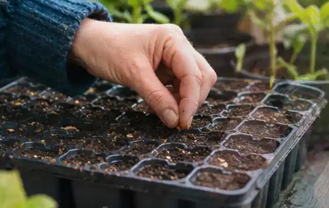 Hand legt einzelne Samen in vorbereitete Anzuchtschalen mit lockerer Erde; Thema Hortensien, Schwerpunkt Einsteigerwissen; Kontrolle.