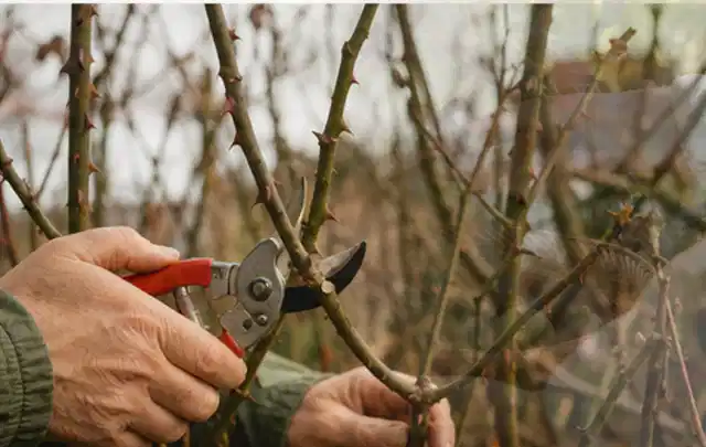 Hände schneiden einen älteren Rosenstrauch mit einer sauberen Gartenschere; Thema Hortensien, Schwerpunkt Fehlerhilfe; Umsetzung.