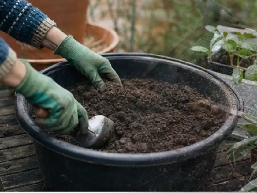Behandschuhte Hände bereiten lockere Pflanzerde in einem großen Kübel vor; Thema Hortensien, Schwerpunkt Gartenpraxis; Titelbild.