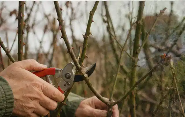 Hände schneiden einen älteren Rosenstrauch mit einer sauberen Gartenschere; Thema Hortensien, Schwerpunkt Gartenpraxis; Umsetzung.
