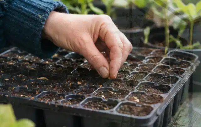 Hand legt einzelne Samen in vorbereitete Anzuchtschalen mit lockerer Erde; Thema Hortensien, Schwerpunkt Gartenpraxis; Kontrolle.