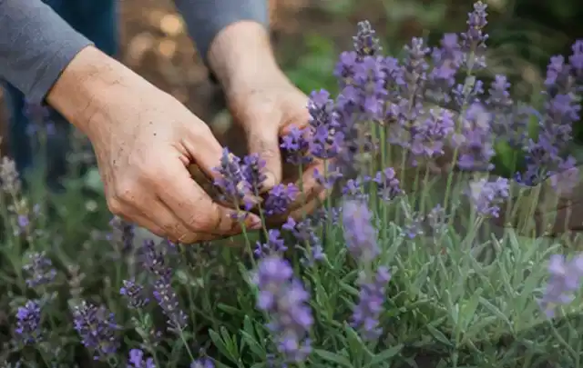 Hände pflegen blühenden Lavendel in einem natürlich angelegten Gartenbeet; Thema Hortensien, Schwerpunkt Gartenpraxis; Ergebnis.