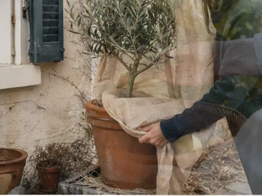 Person umhüllt eine mediterrane Kübelpflanze mit atmungsaktivem Winterschutz; Thema Hortensien, Schwerpunkt Jahrespflege; Titelbild.