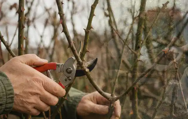 Hände schneiden einen älteren Rosenstrauch mit einer sauberen Gartenschere; Thema Hortensien, Schwerpunkt Jahrespflege; Umsetzung.
