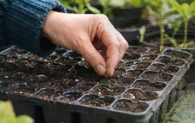 Hand legt einzelne Samen in vorbereitete Anzuchtschalen mit lockerer Erde; Thema Hortensien, Schwerpunkt Jahrespflege; Ergebnis.