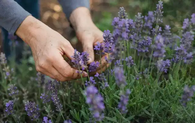Hände pflegen blühenden Lavendel in einem natürlich angelegten Gartenbeet; Thema Hortensien, Schwerpunkt Jahrespflege; Praxisalltag.