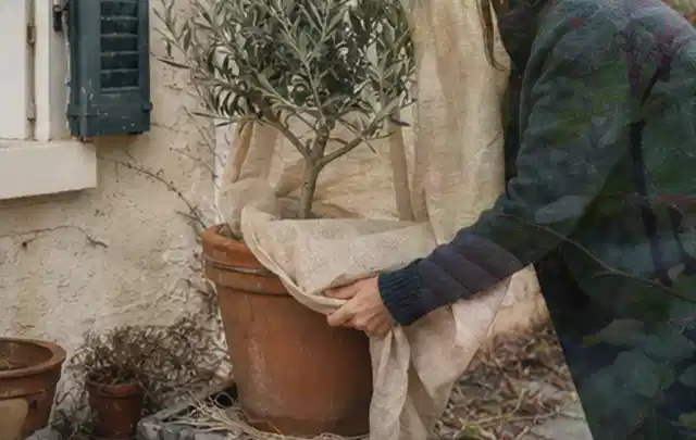 Person umhüllt eine mediterrane Kübelpflanze mit atmungsaktivem Winterschutz; Thema Hortensien, Schwerpunkt Kaufberatung; Umsetzung.
