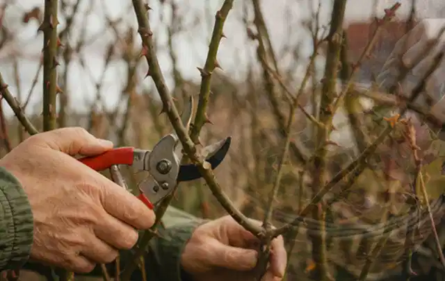 Hände schneiden einen älteren Rosenstrauch mit einer sauberen Gartenschere; Thema Hortensien, Schwerpunkt Kaufberatung; Kontrolle.