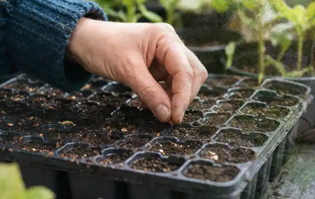Hand legt einzelne Samen in vorbereitete Anzuchtschalen mit lockerer Erde; Thema Hortensien, Schwerpunkt Pflanzengesundheit; Ausgangslage.