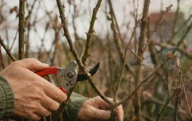 Hände schneiden einen älteren Rosenstrauch mit einer sauberen Gartenschere; Thema Hortensien, Schwerpunkt Pflanzengesundheit; Ergebnis.