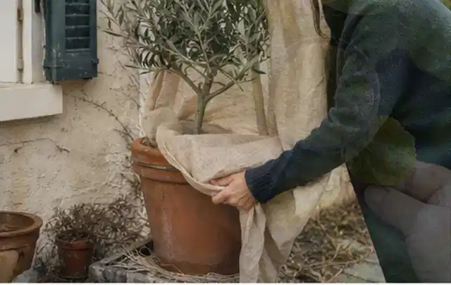 Person umhüllt eine mediterrane Kübelpflanze mit atmungsaktivem Winterschutz; Thema Hortensien, Schwerpunkt Pflanzenschutz; Kontrolle.