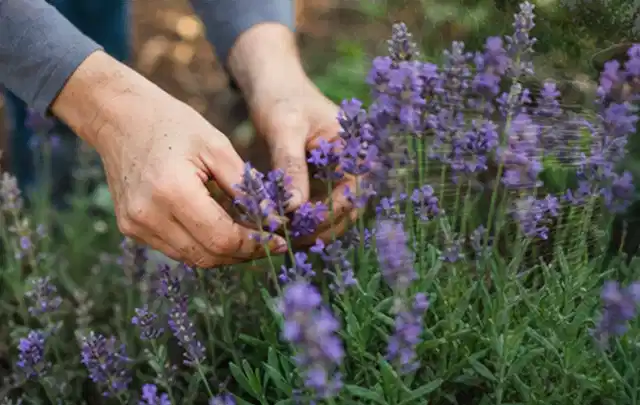 Hände pflegen blühenden Lavendel in einem natürlich angelegten Gartenbeet; Thema Hortensien, Schwerpunkt Pflanzpartner; Umsetzung.